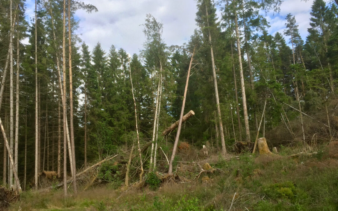 Historien om ein skog